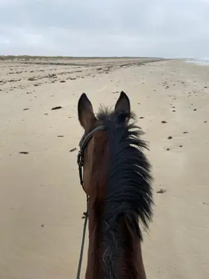 Animaux dans la maison de vacances ou à proximité