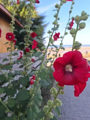Jardin de l'établissement Les heures tranquilles - Vue mer - 50m de la plage