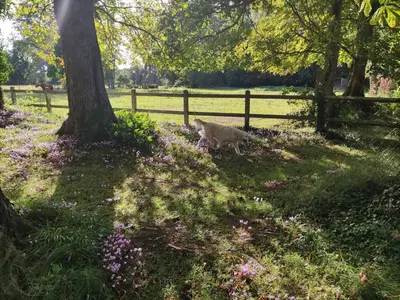 Jardin de l'établissement chambre SIXTIES