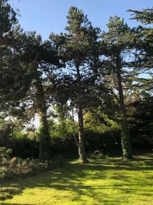 Jardin de l'établissement Chalet de vacances au bord de mer VER SUR MER