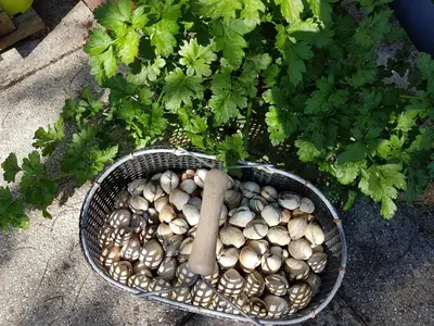 Plan de l'établissement Les Gravelots