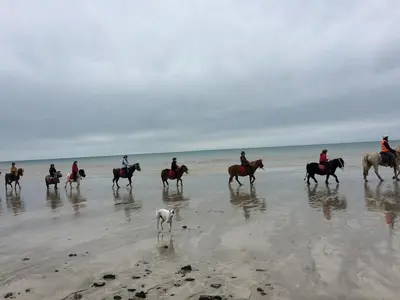 Animaux dans la maison de vacances ou à proximité