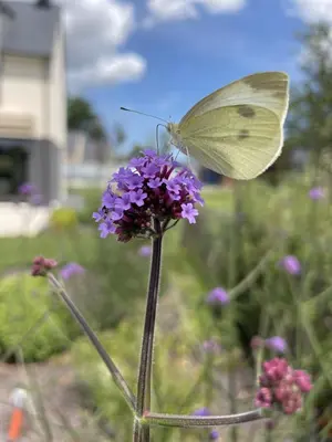 Jardin de l'établissement Aurefees