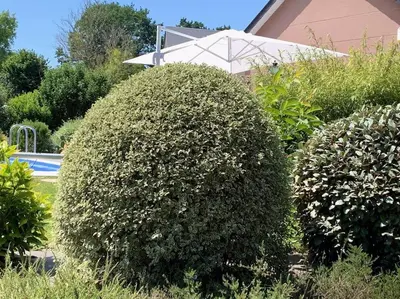 Jardin de l'établissement Maudon Coeur de Baie
