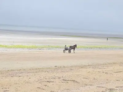 Animaux dans la maison de vacances ou à proximité