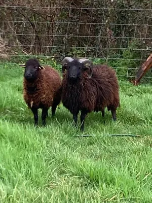 Animaux dans le B&B/chambre d'hôtes ou à proximité