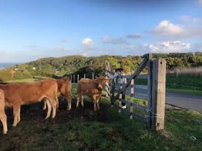 Animaux dans la maison de vacances ou à proximité