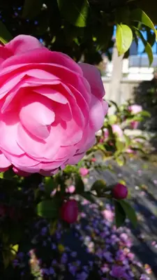 Jardin de l'établissement Maison familiale à 10 min du Mont Saint Michel