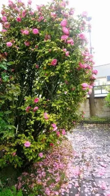Jardin de l'établissement Maison familiale à 10 min du Mont Saint Michel