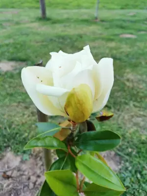 Jardin de l'établissement Chambre de l'Iris