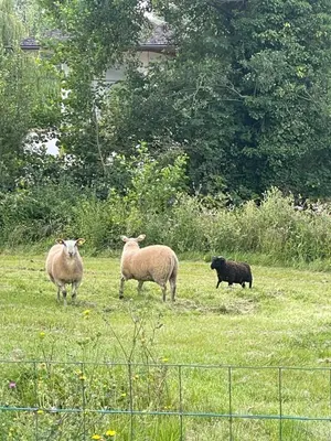 Animaux dans la maison de vacances ou à proximité
