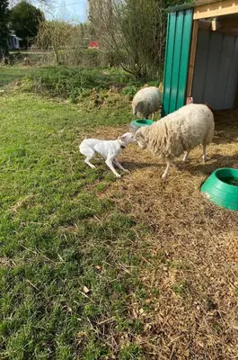 Animal ou animaux domestique(s) séjournant avec des clients dans l'établissement L’orne